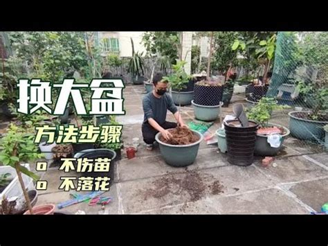 福木換盆|【福木換盆】5個步驟教你正確換盆 